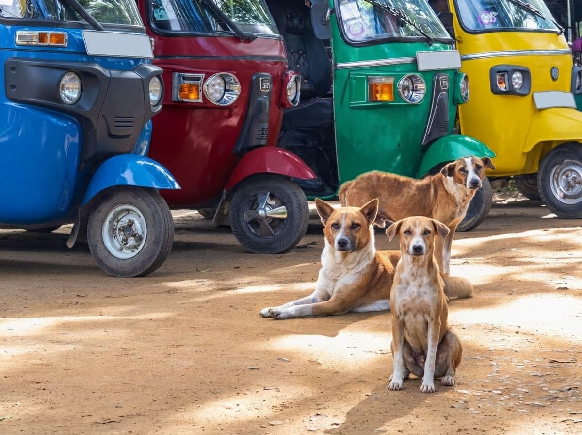 Stray dogs in Sri Lanka what tourists need to know